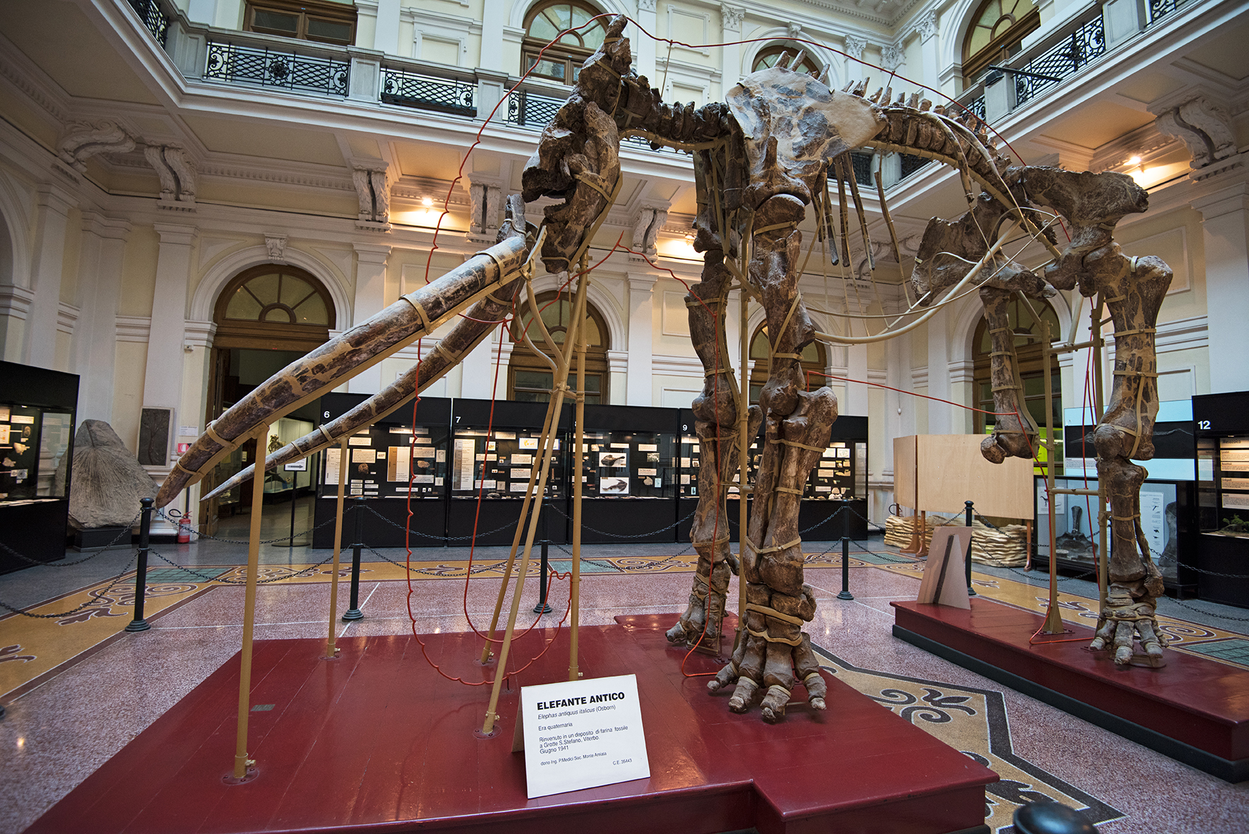 The Ancient Italian Elephant skeleton