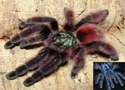 Avicularia versicolor