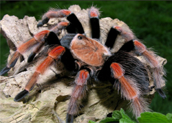 Brachypelma boehmei