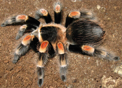 Brachypelma smithi