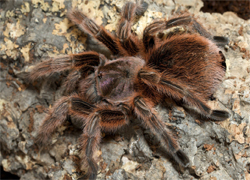 Grammostola rosea