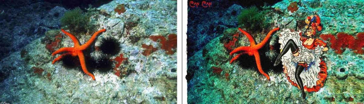 opera Stella marina - Can can