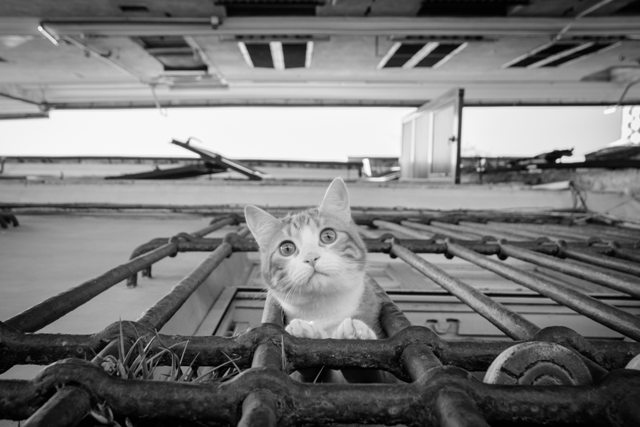foto di via Prè con gatto