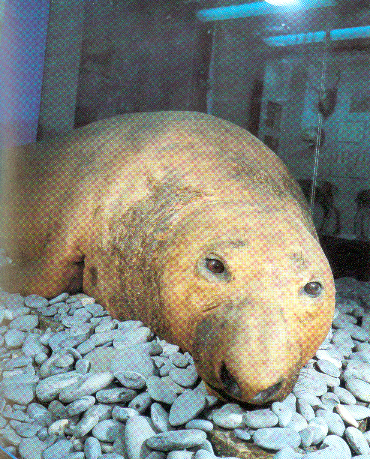 Museo Di Storia Naturale Musei Di Genova