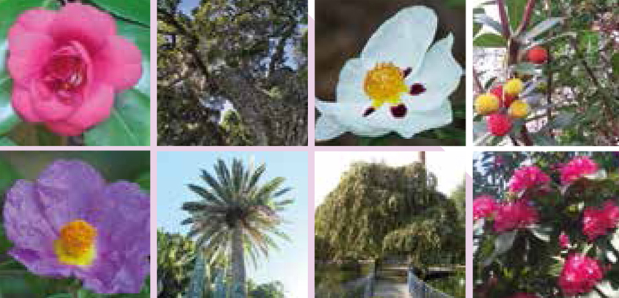 Specie botaniche Specie botaniche