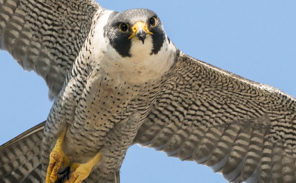 Birdwatching: the Lanterna peregrine falcons