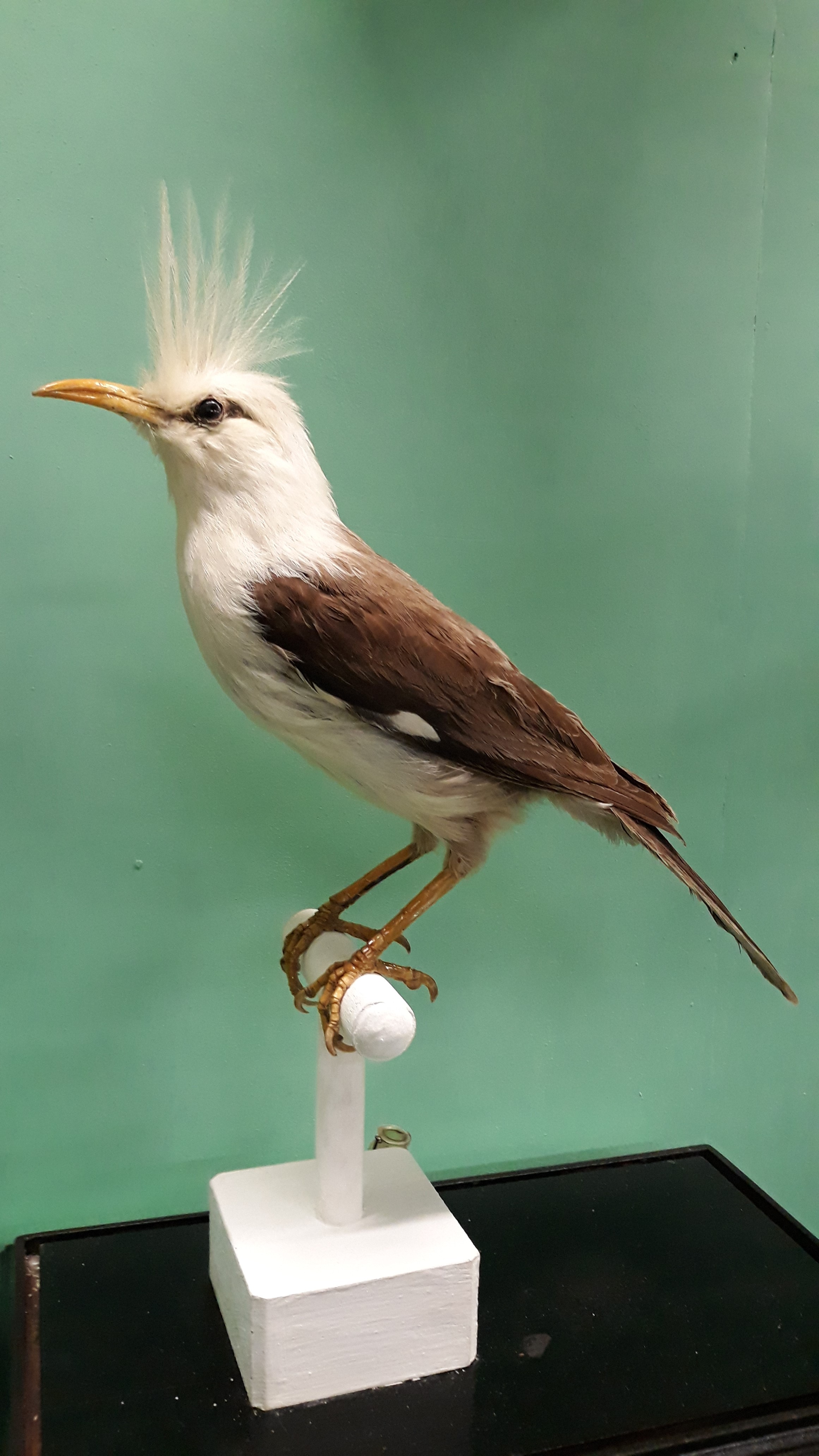 The Hoopoe starling