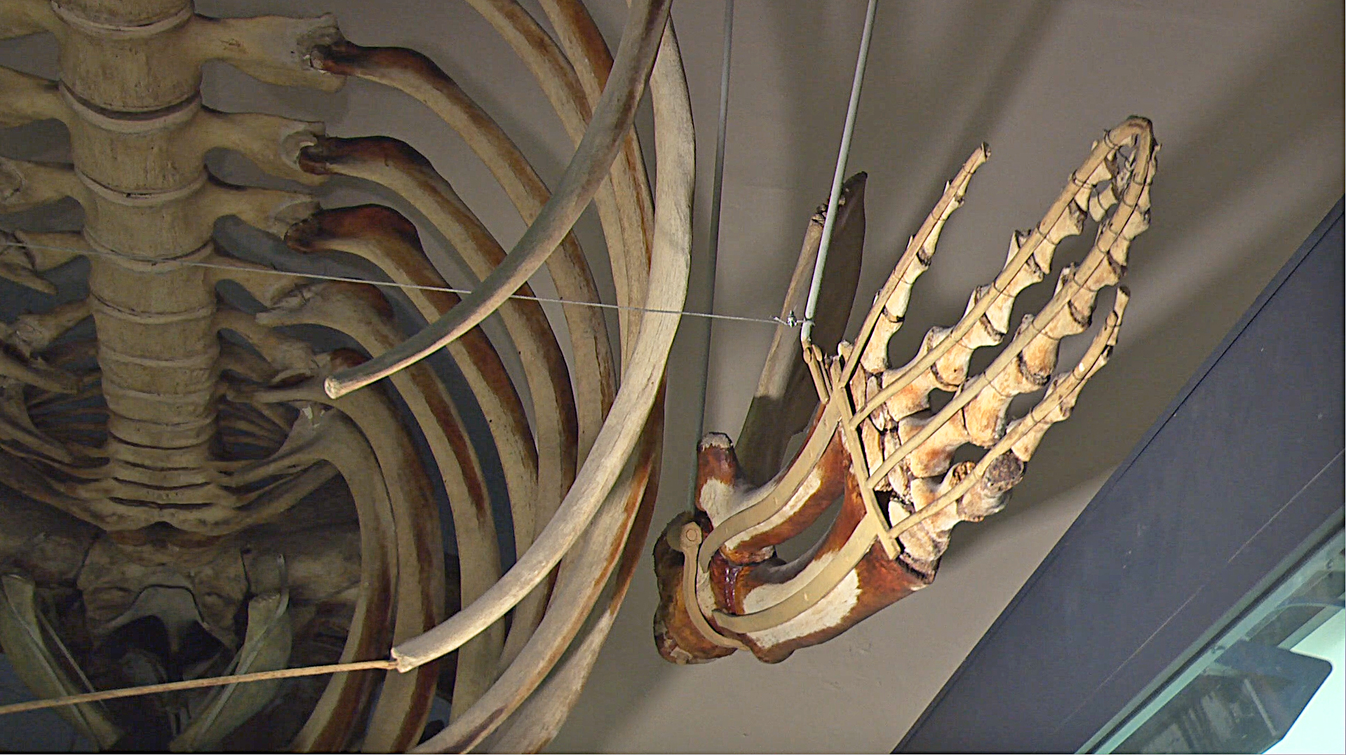 The Fin Whale skeleton