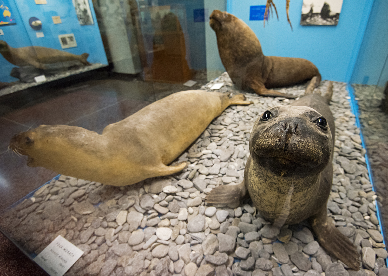 Mediterranean Monk Seal