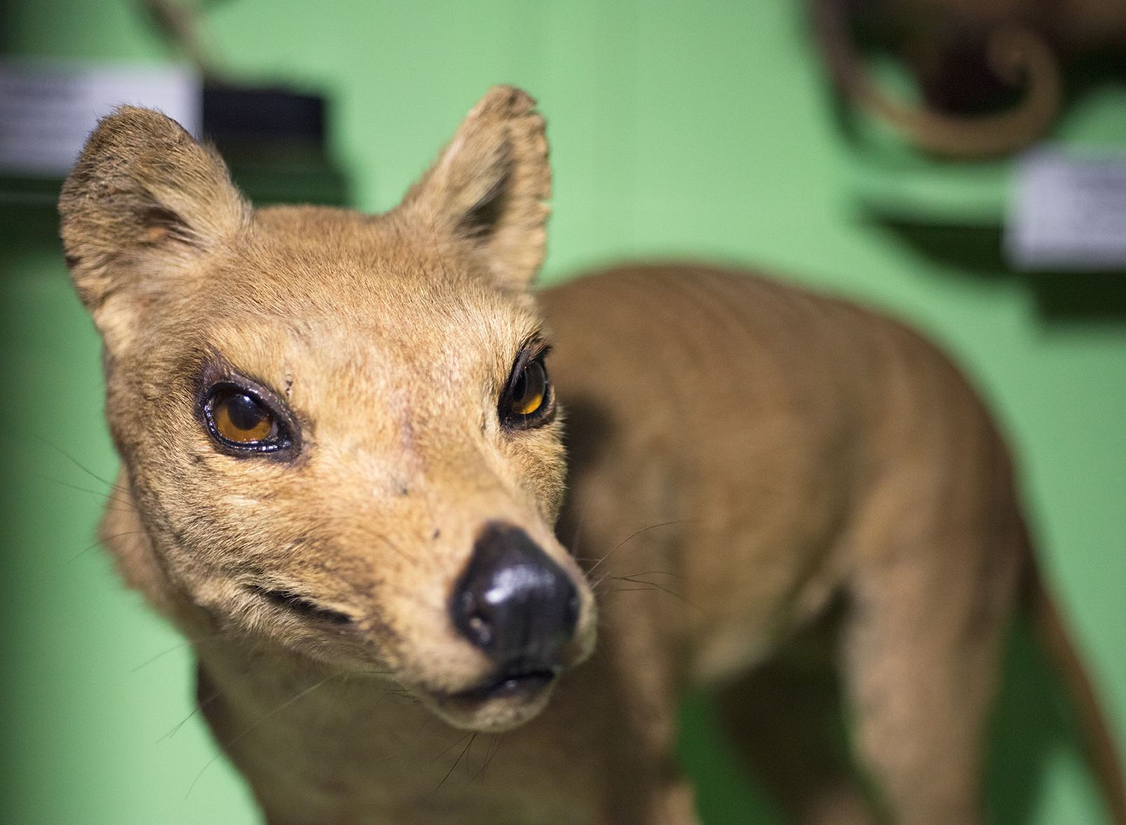 The Thylacine The Thylacine