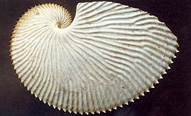 Conchiglia di argonauta