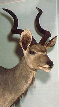 Cudù maggiore