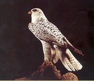 Falco d'Islanda