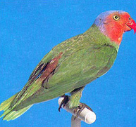 Pappagallo della Nuova Guinea