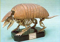 Scheletro di armadillo dalle 6 fasce