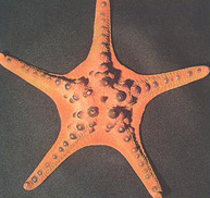 Stella di mare della Malesia "Protoreaster nodosus"