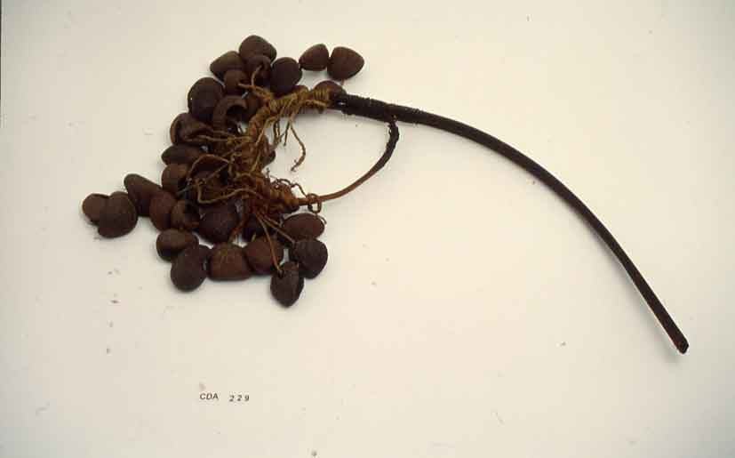 Sonaglio 