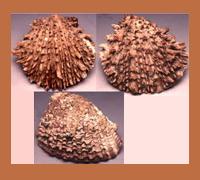 Conchiglie spondylus. 