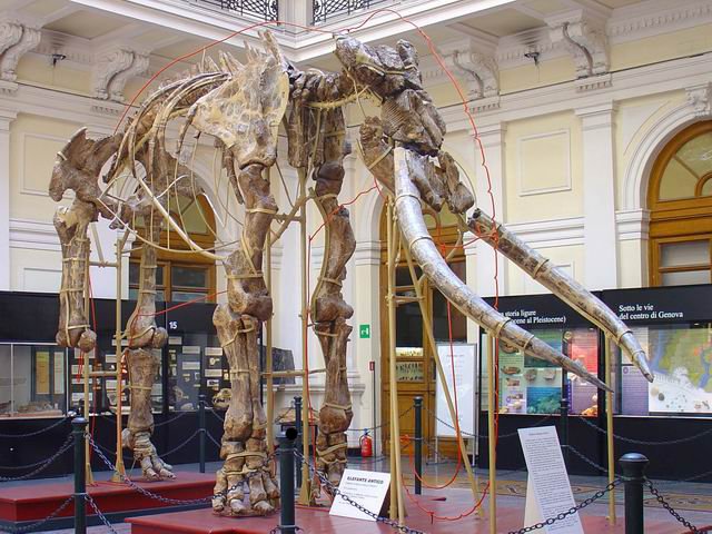 Elefante antico