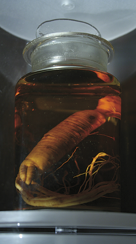 In sam (Panax / Ginseng, famiglia Araliaceae) 