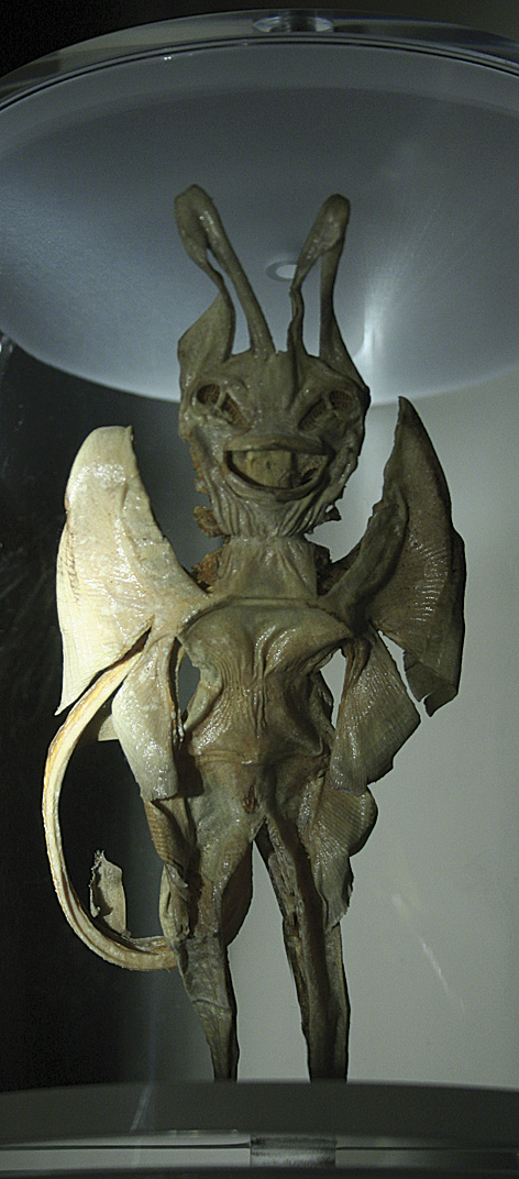 Garadiavolo (Pteroplatytrygon, famiglia Dasyatidae)
