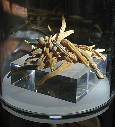 Satavari (Asparagus racemasus, famiglia Asparagaceae) 