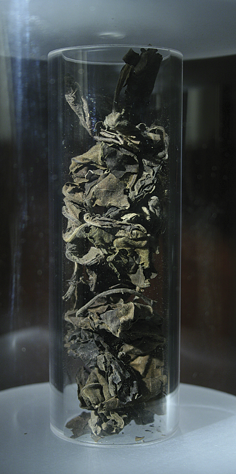 Adusa (Adhatoda vasica, famiglia Achantaceae) 