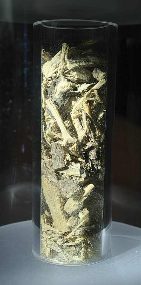 Jethimadhu (Glycyrrhiza glabra, famiglia Leguminosae)