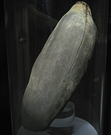 Frutto di Baobab (Adansonia digitata, famiglia Malvaceae)