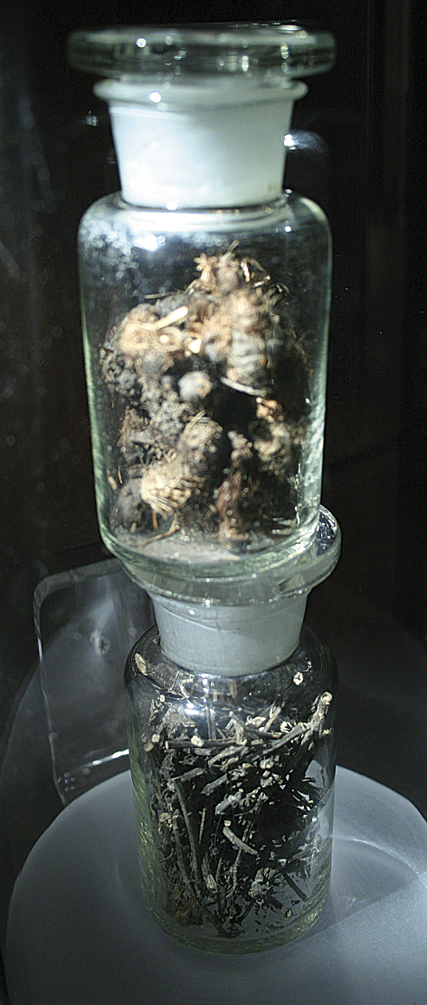 Mothe (Cyperus rotundus, famiglia Cyperaceae) 