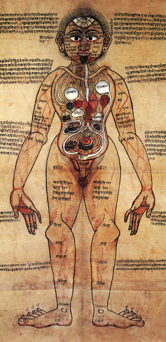 Dipinto anatomico