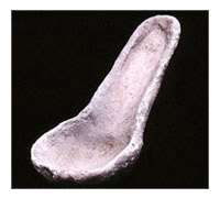 Mestolo (Aa’ku)