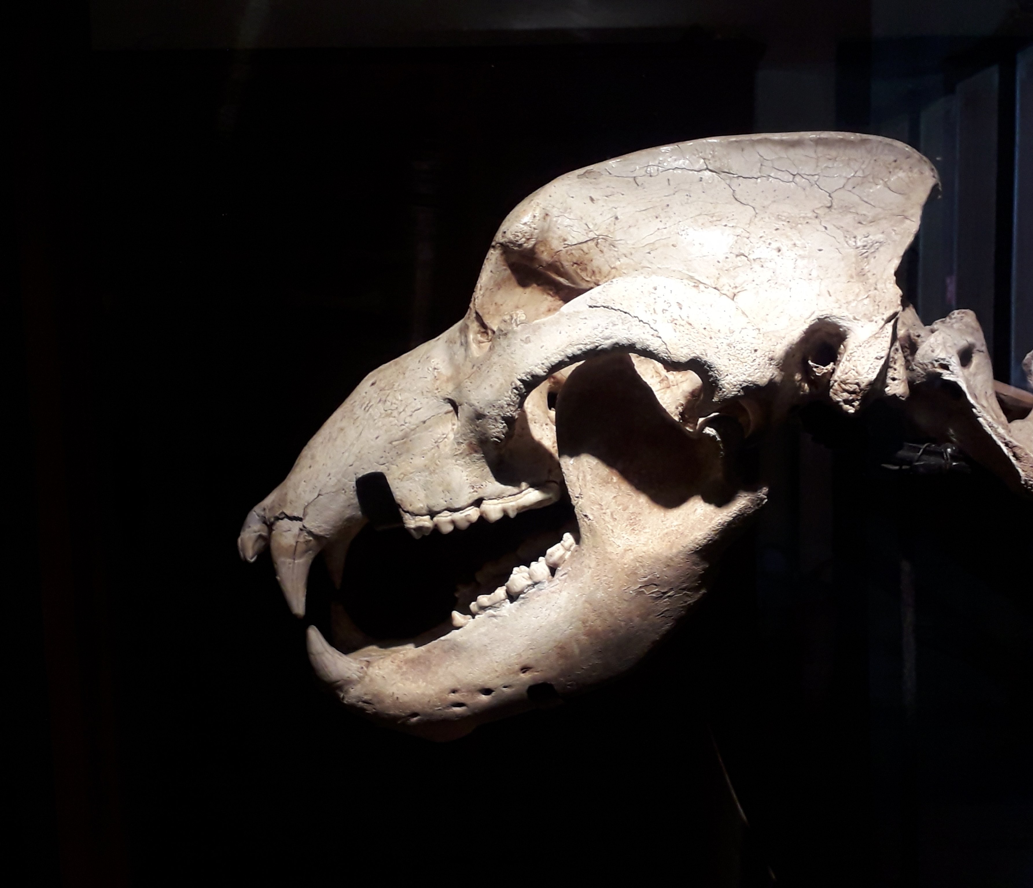 Cave Bear