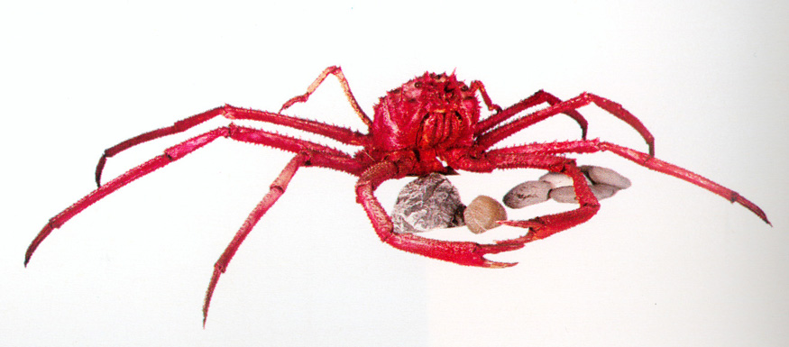 Paramola Paramola