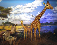 savana