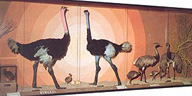 Struzzi e nandù