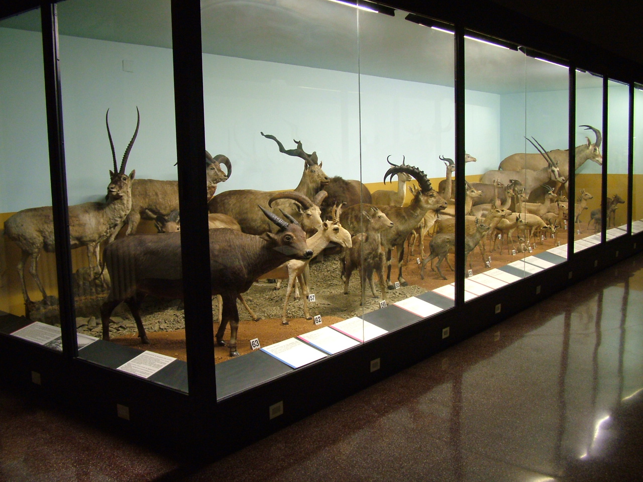 esposizione  Artiodattili