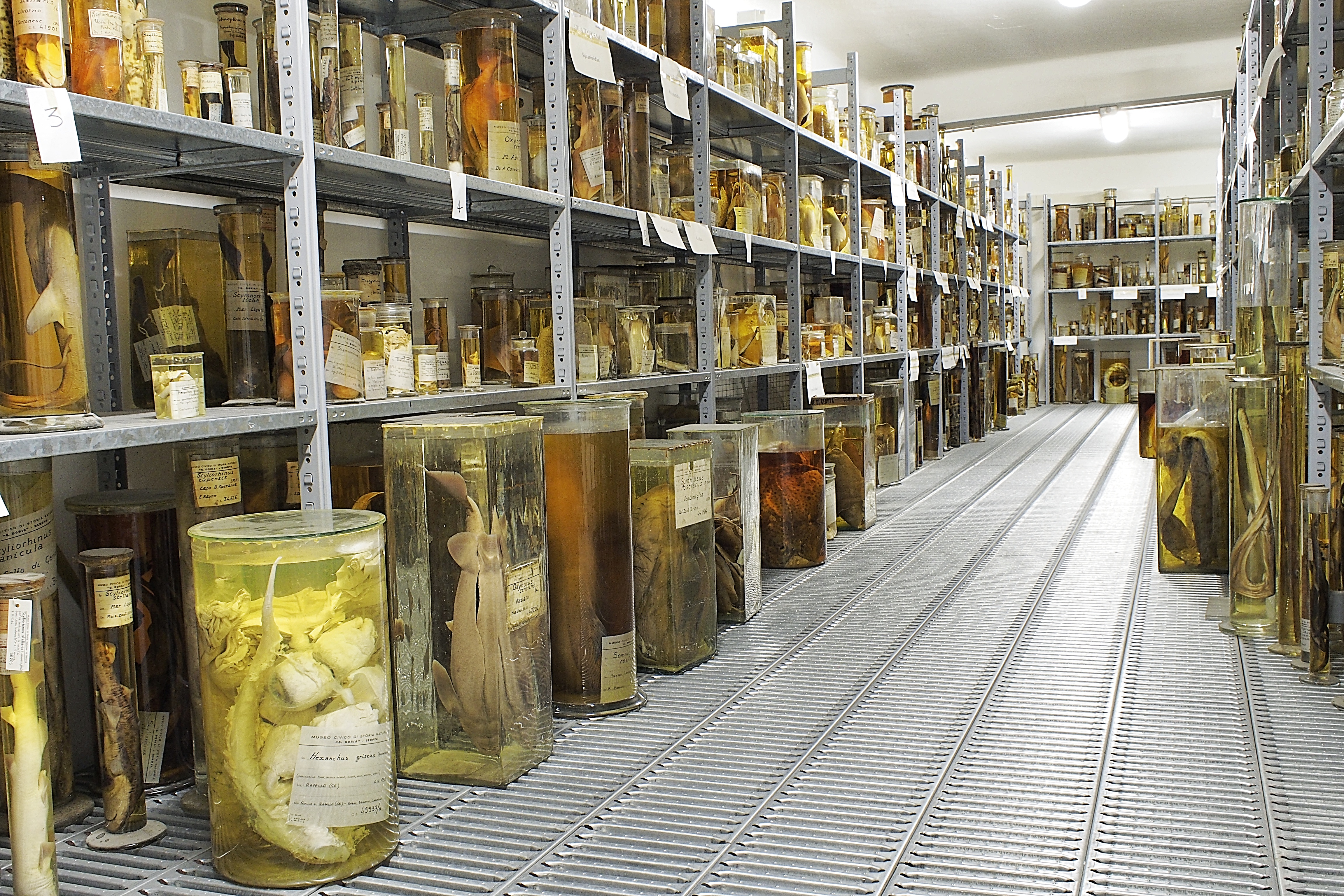 Museo di Storia Naturale G. Doria – pesci