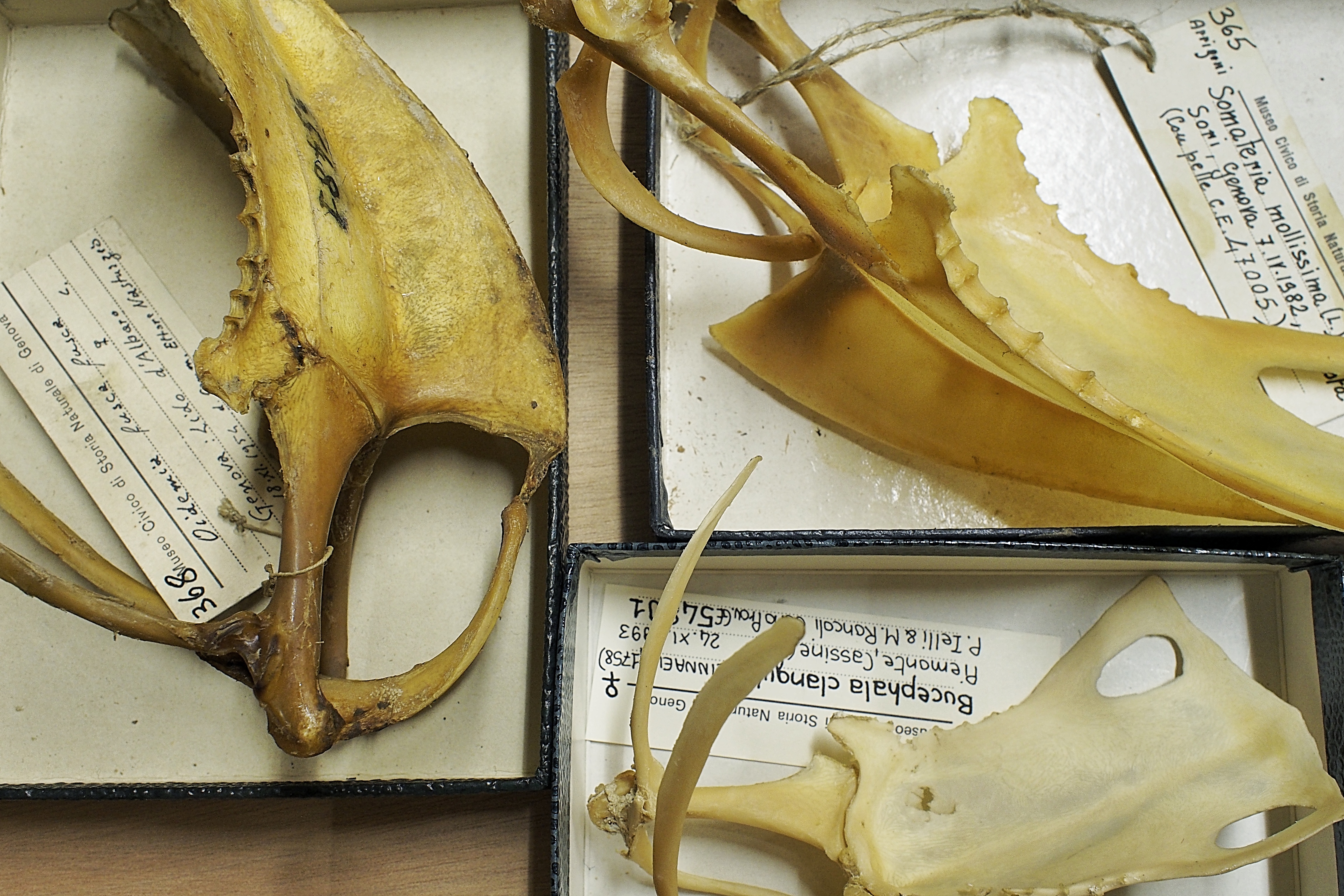 Museo di Storia Naturale Giacomo Doria – sterno