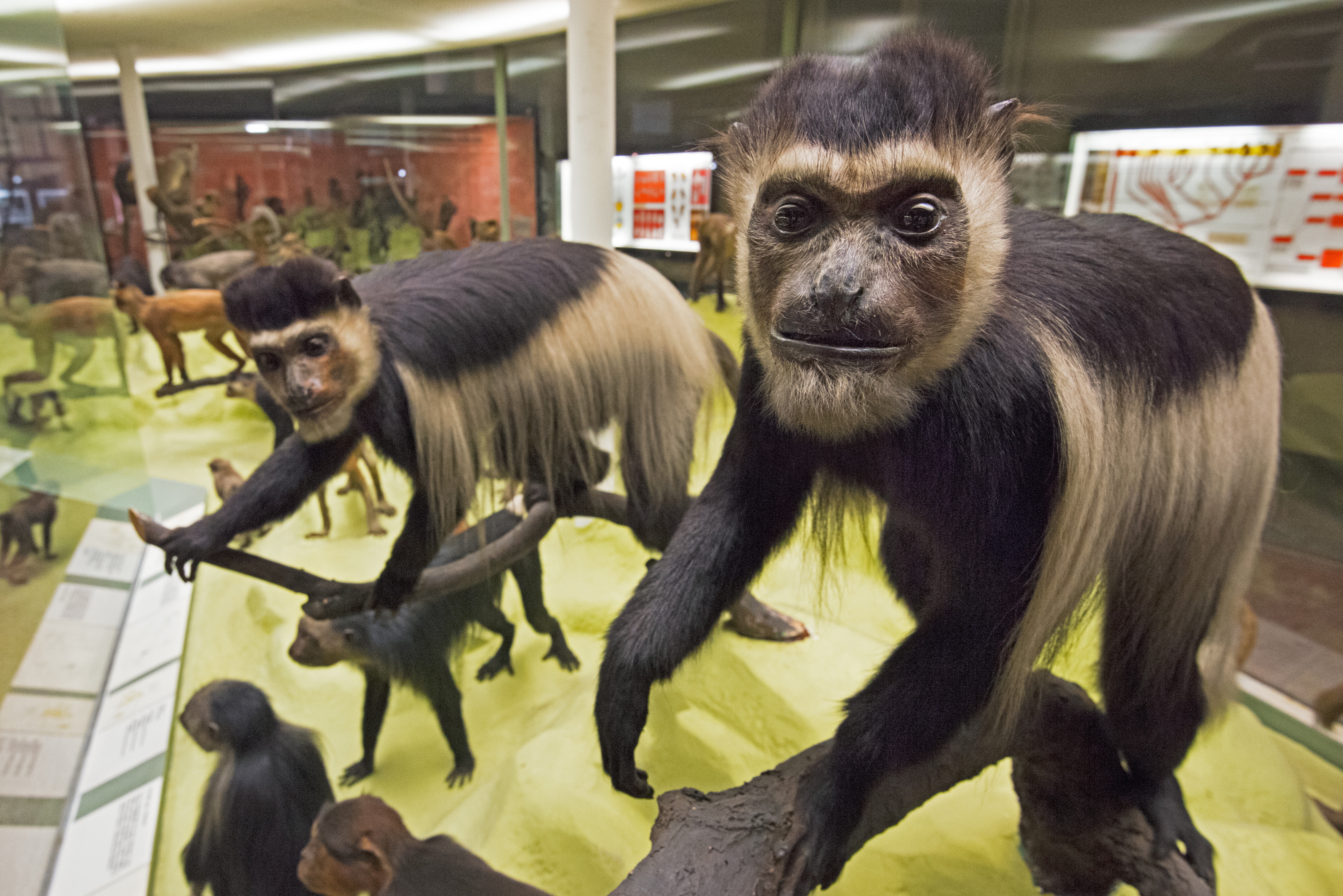 Museo di Storia Naturale Giacomo Doria – Primati
