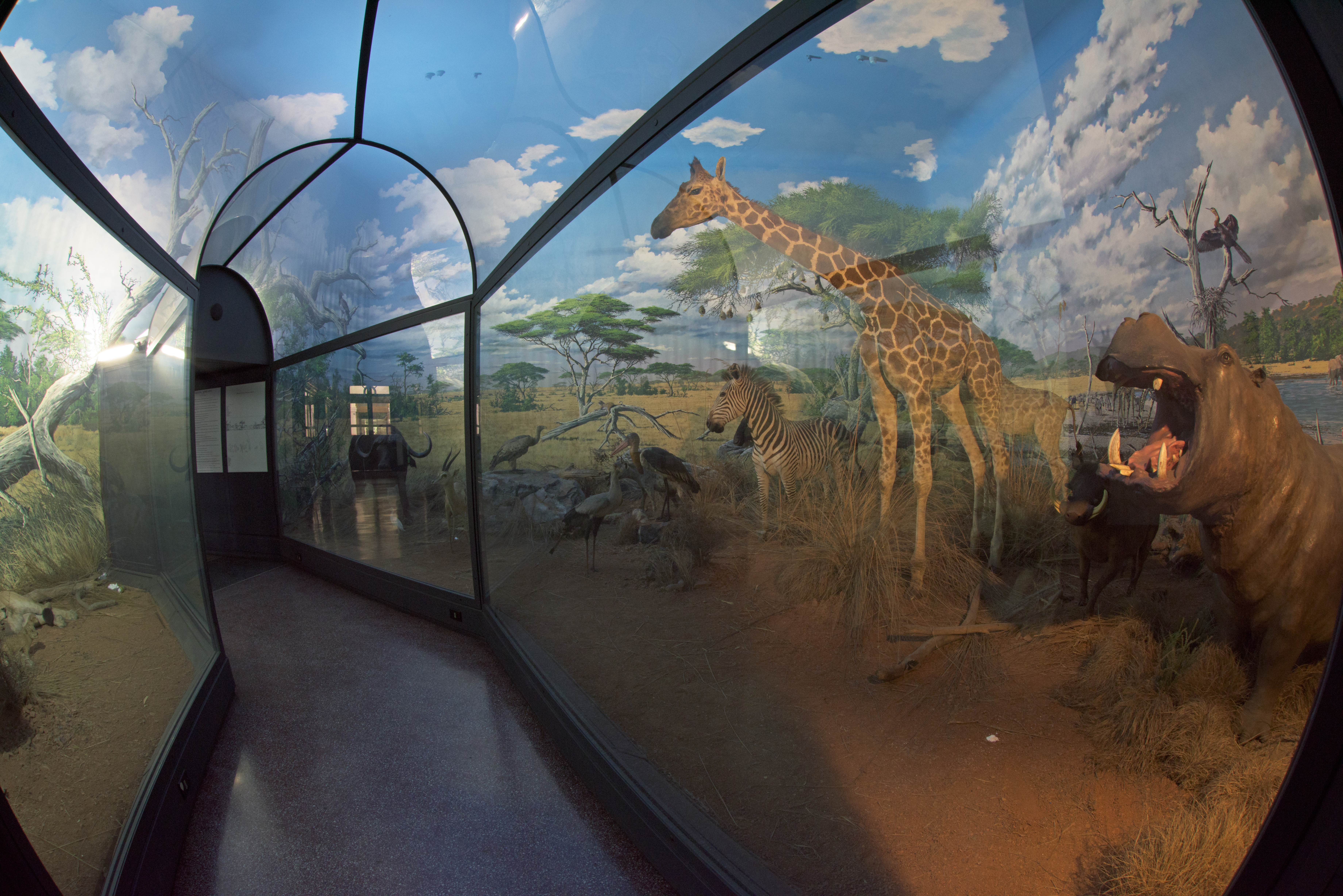 Savana Africana