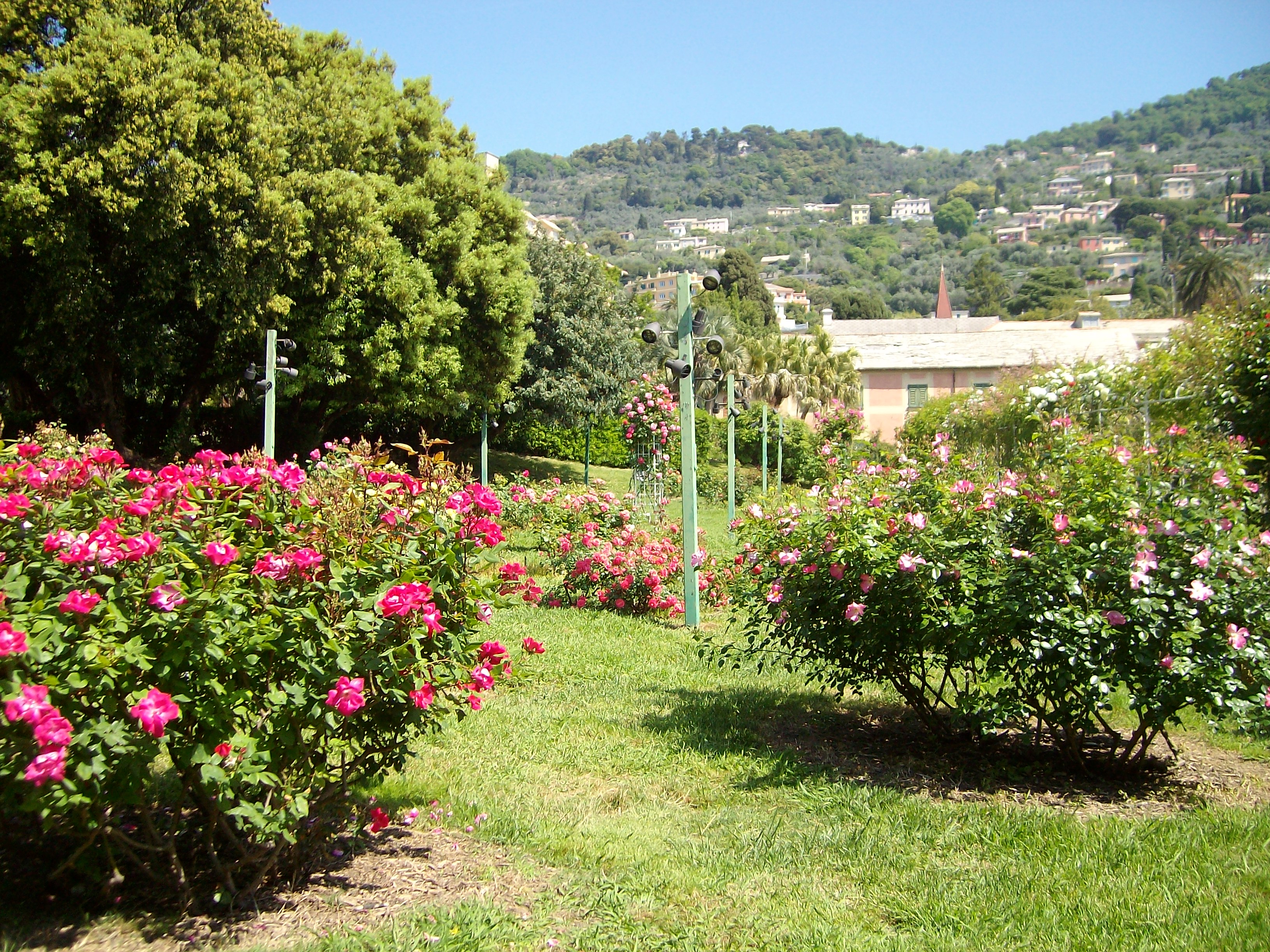 Parchi di Nervi, Roseto Luigi Viacava 