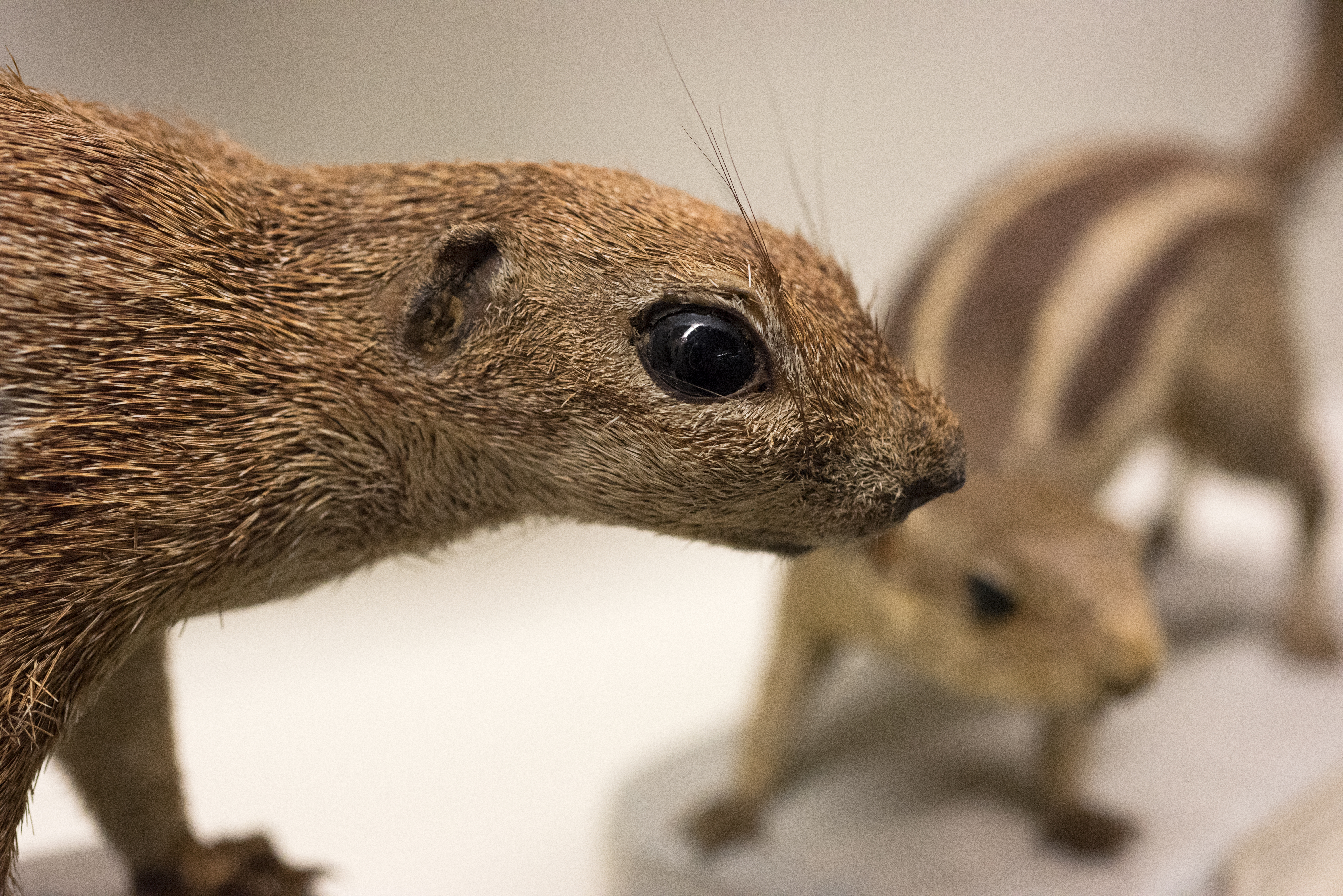 Museo di Storia Naturale Giacomo Doria – Chirotteri