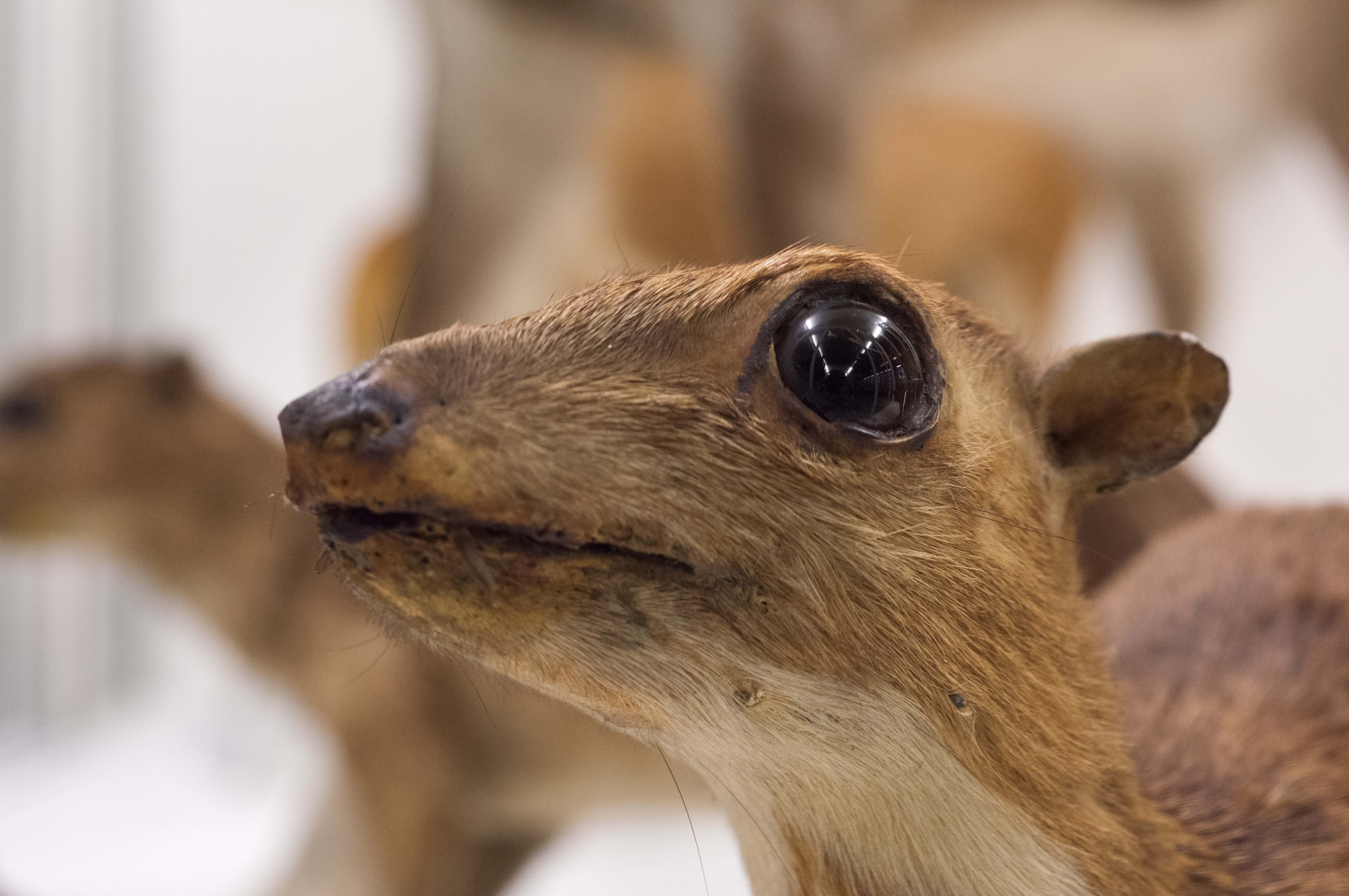 Museo di Storia Naturale Giacomo Doria – Chirotteri