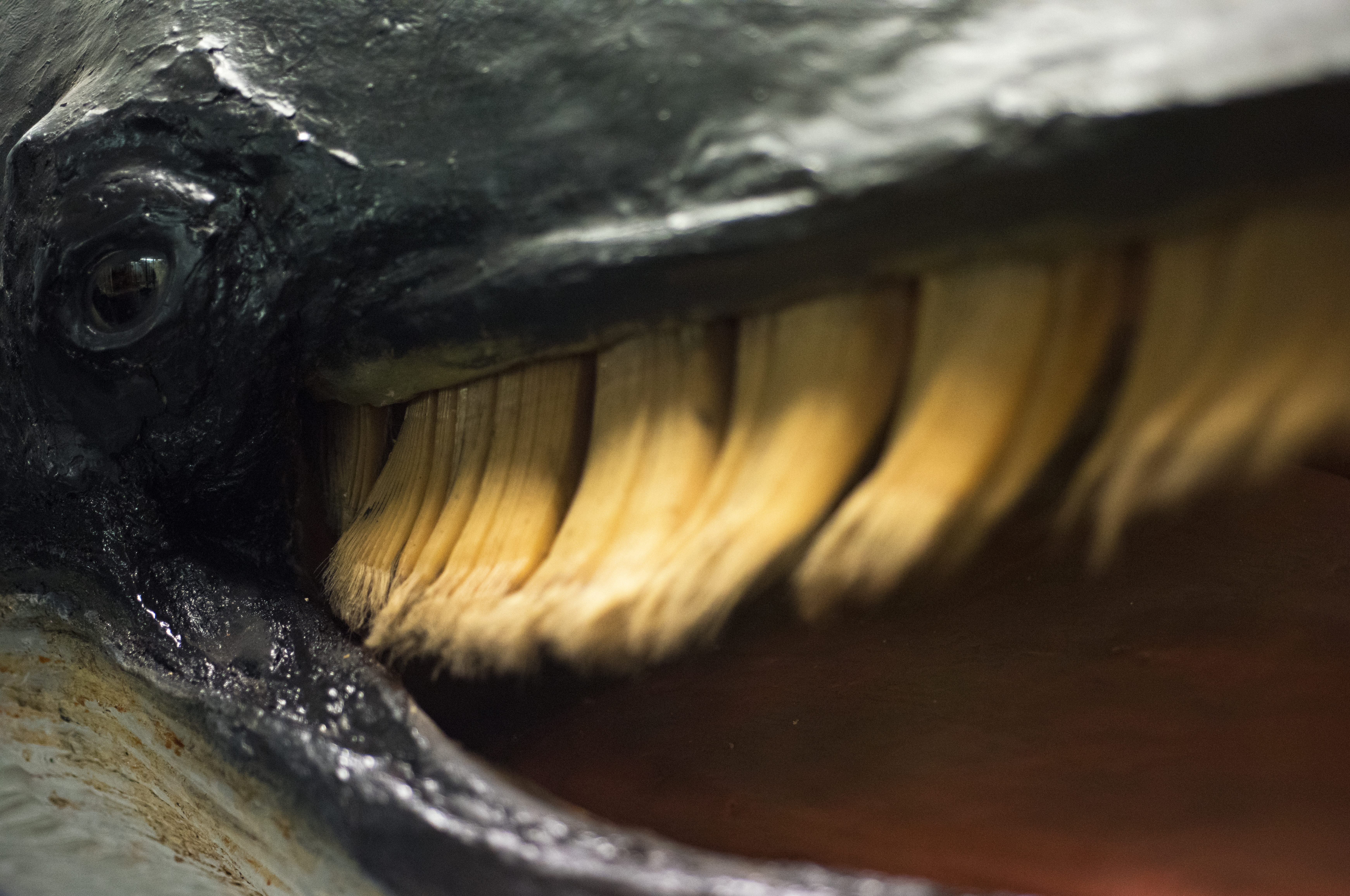 cetacei