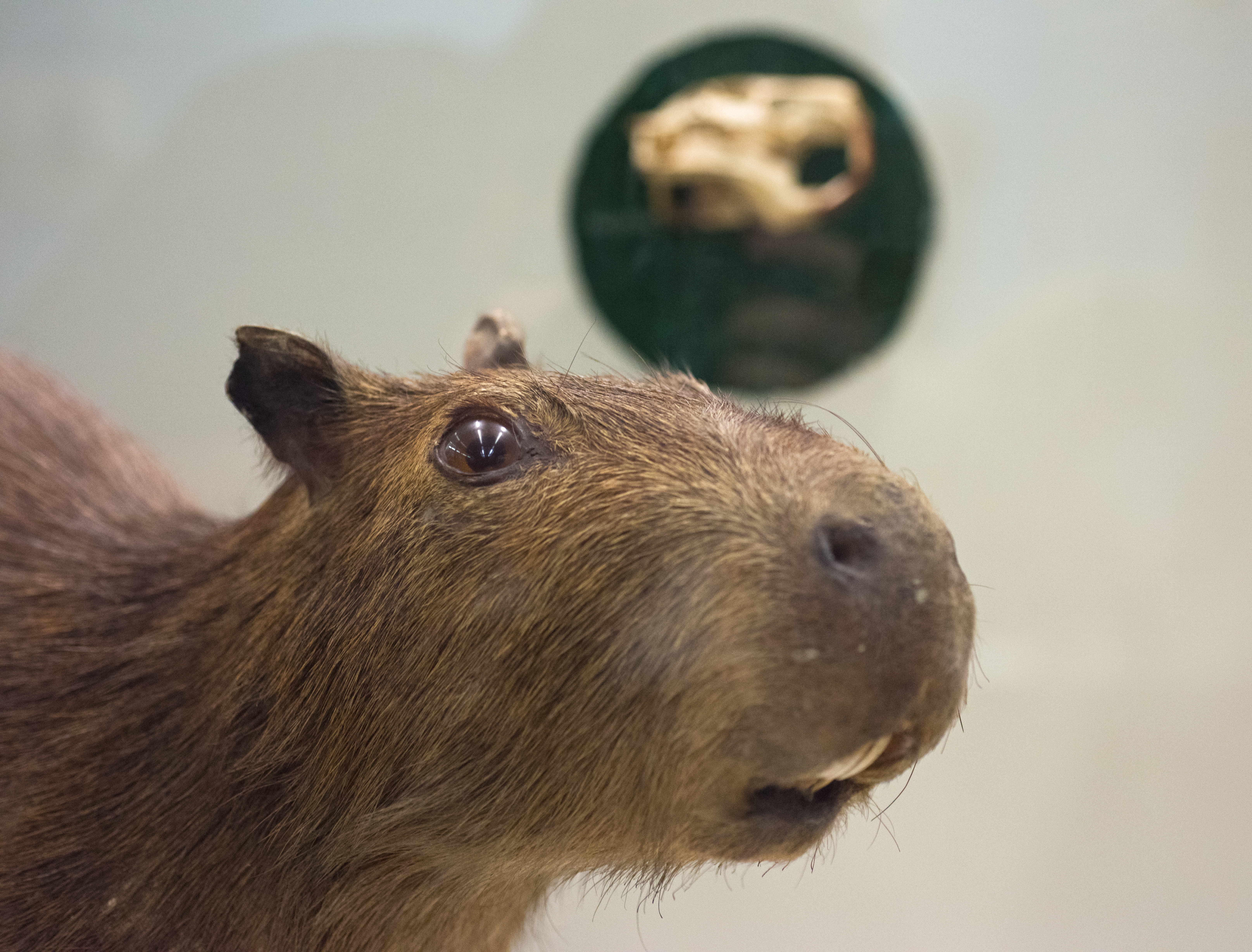 Museo di Storia Naturale Giacomo Doria – Roditori