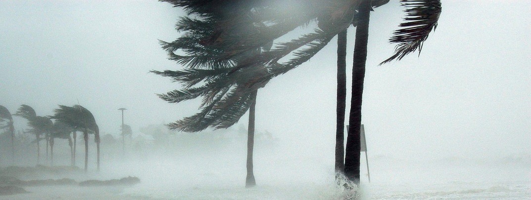 Palme scosse dal vento in mezzo alla pioggio