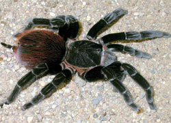 Brachypelma vagans