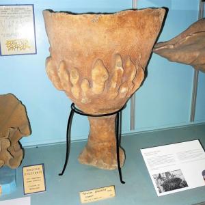 Neptune’s Cup Sponge