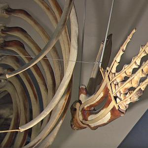 The Fin Whale